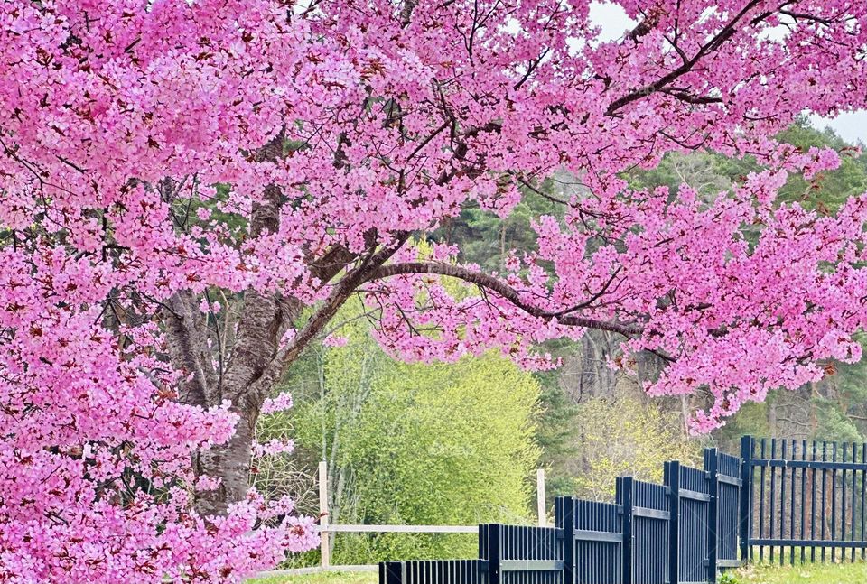 Cherry blossom on an early spring day. So beautiful the pink .