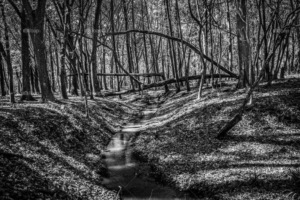 black and white scene from the woods