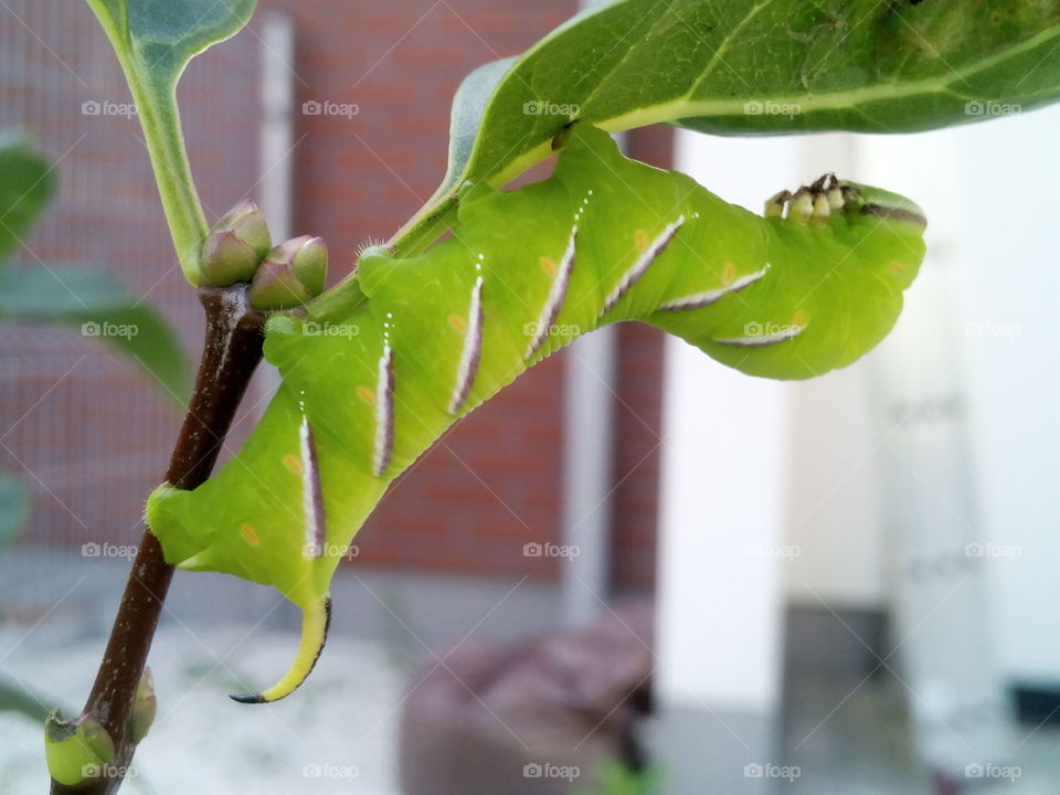 Bright green catepillar on a leaf