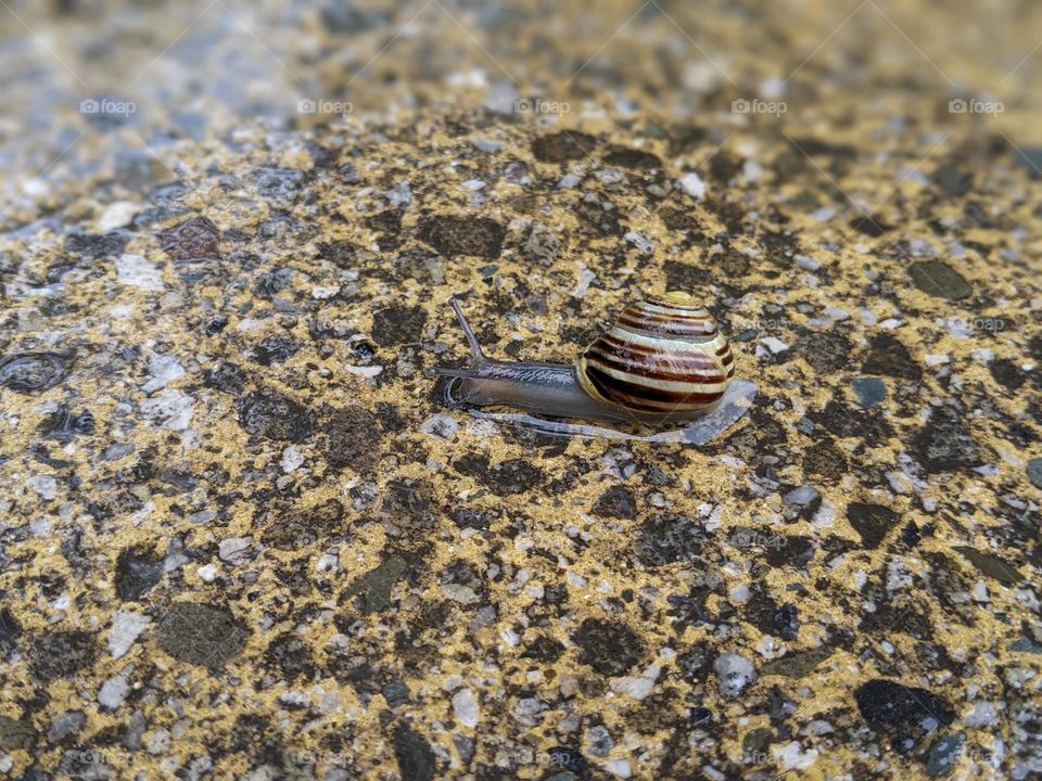 repetitive pattern of the sidewalk broken only by a macro shot of a snail slowly moving across the frame