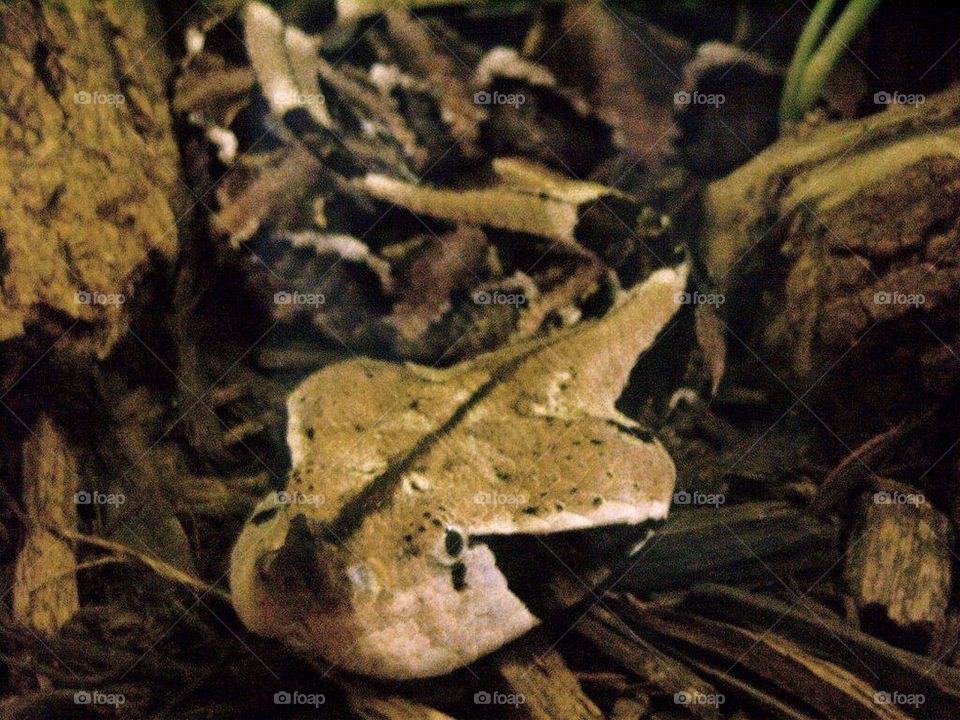 Deadly Viper Encounter