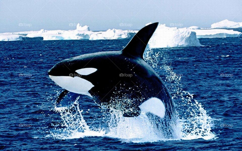 Killer whale in sea
