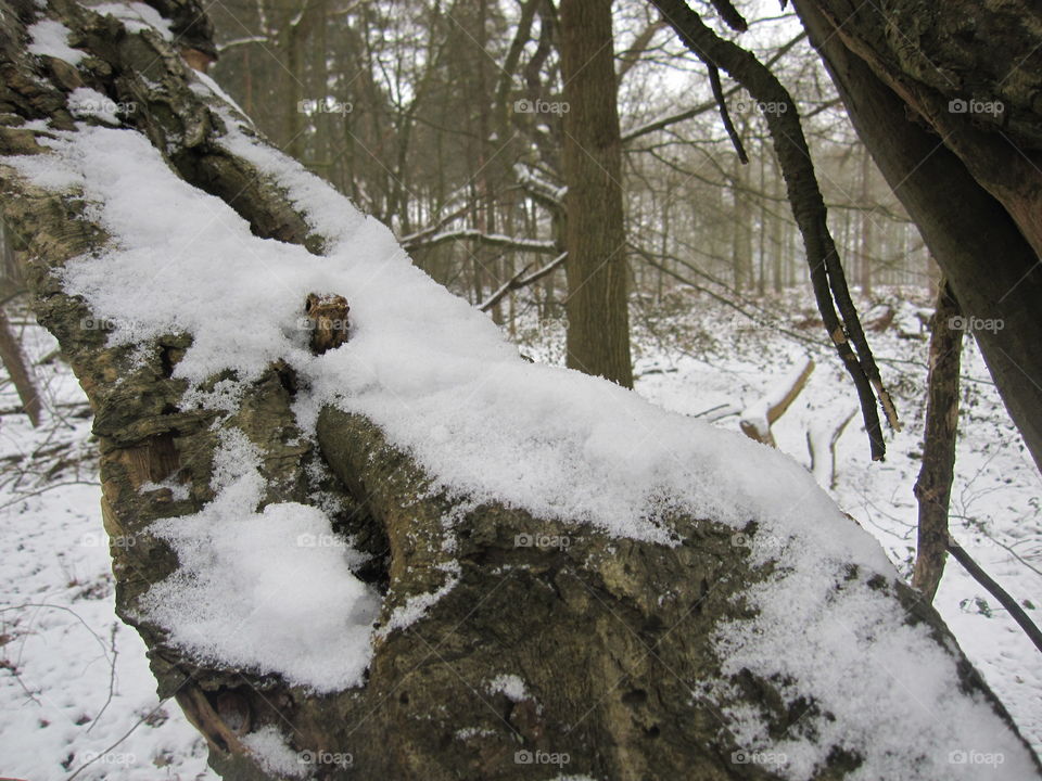 Snow On Branches