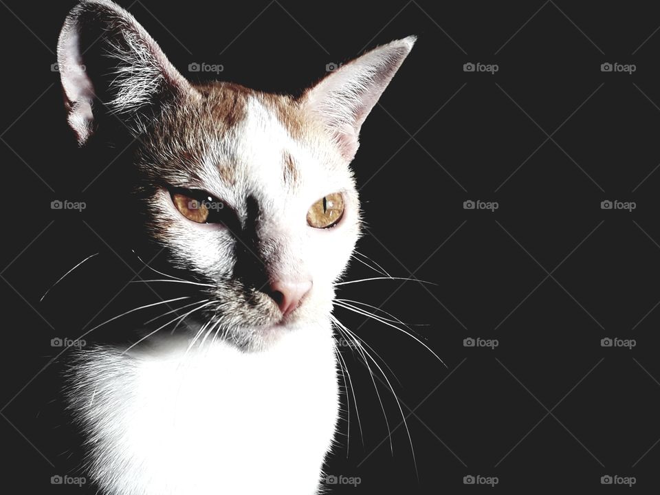 dark background in a cat