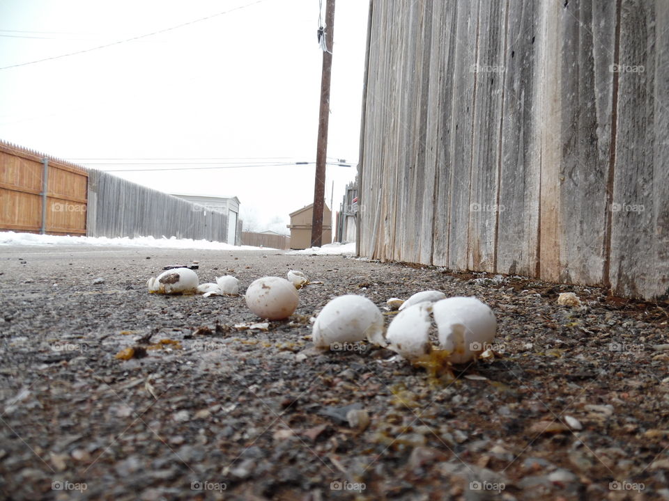 Which came first, the chicken or the egg 🍳