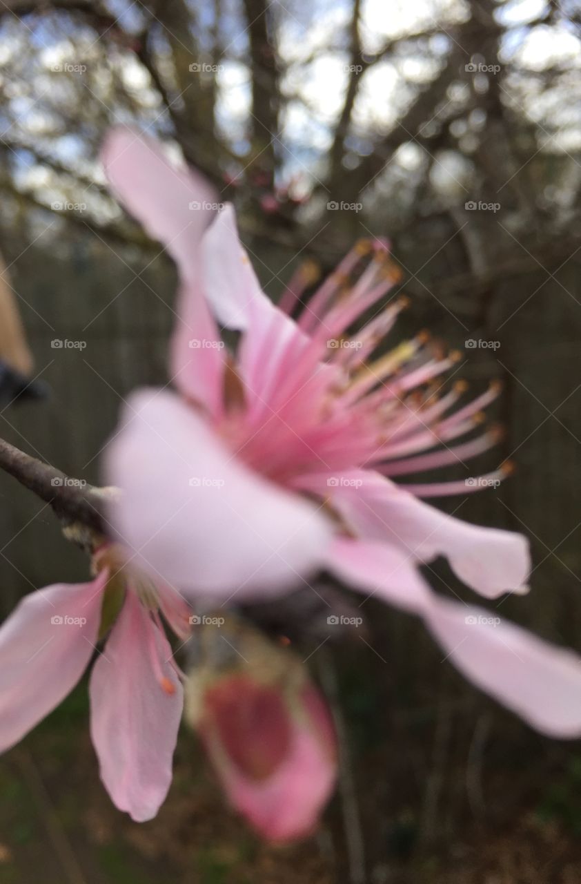 Close up flower that is coming into bloom on Georgia peach tree!