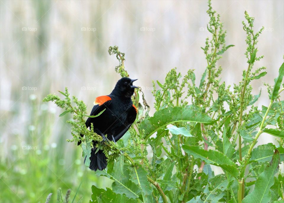 Red-wing Blackbird