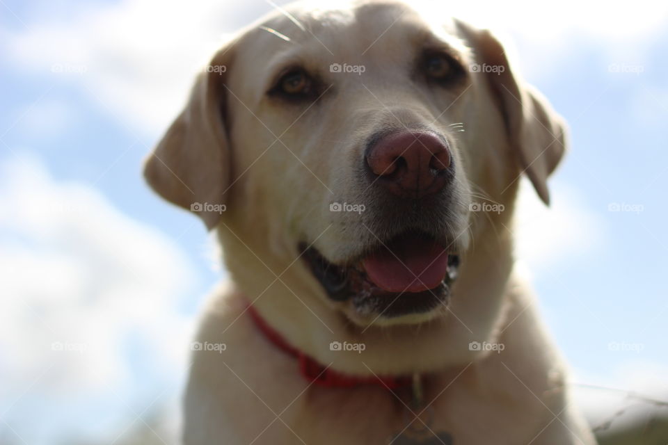 Dog, Pet, Cute, Canine, Portrait