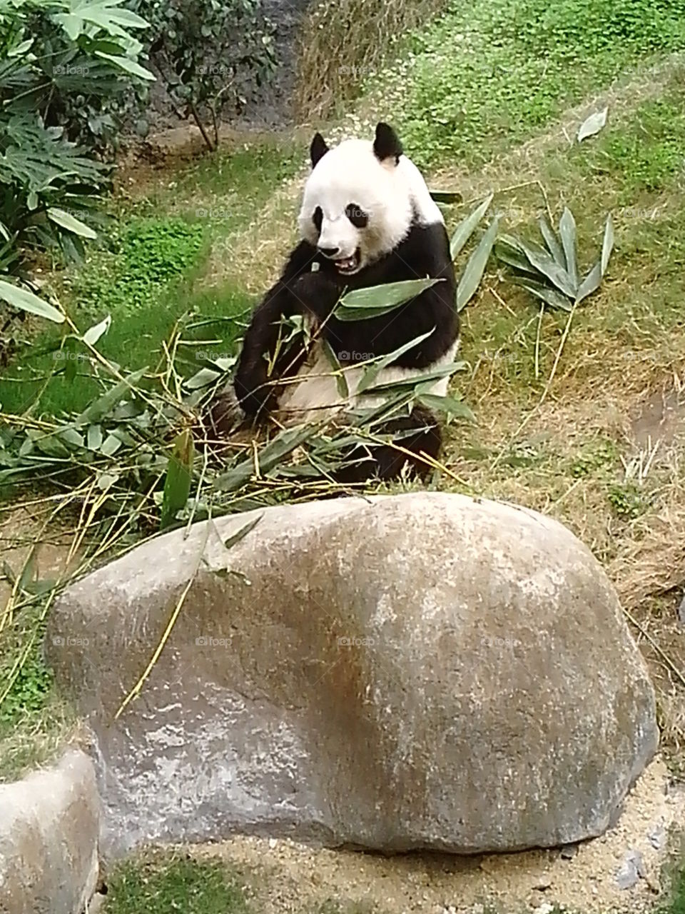 Panda At Macau