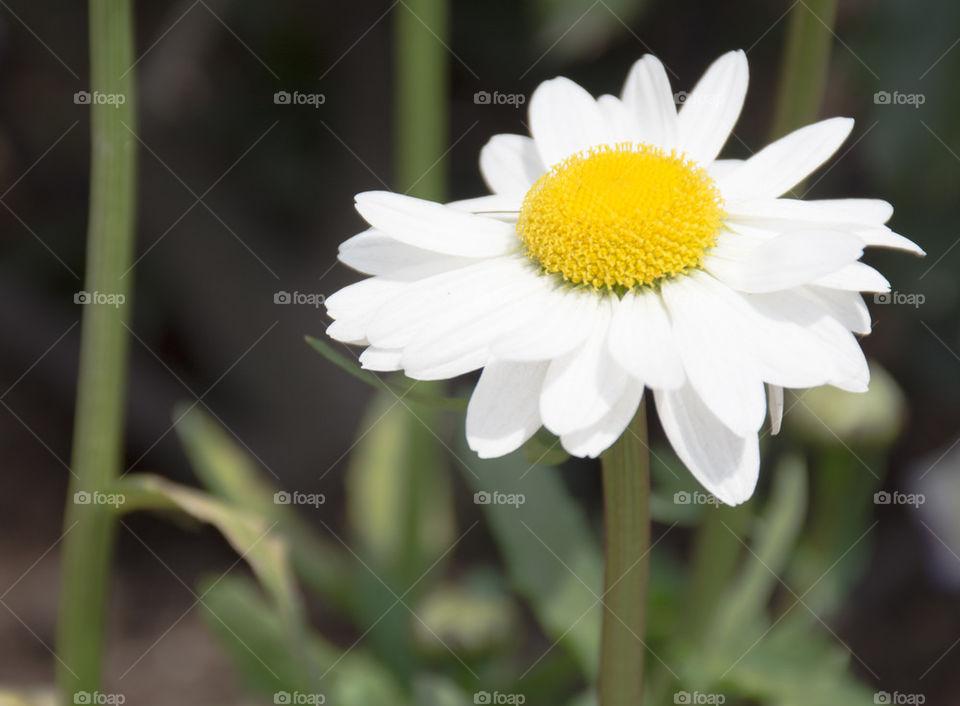 gerbera Daisy white