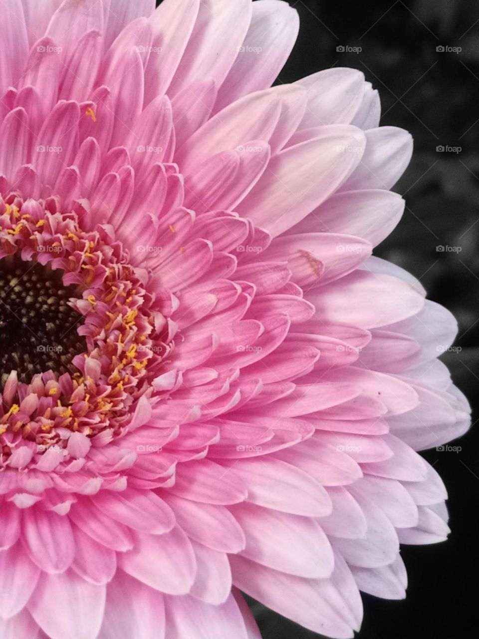 Flower in the garden