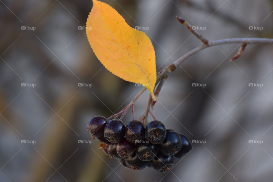 leaf berry autumn