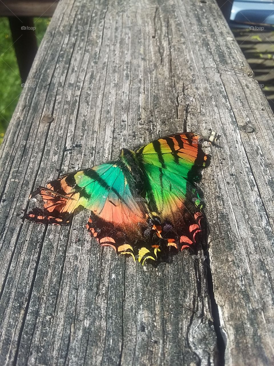 Elevated view of butterfly