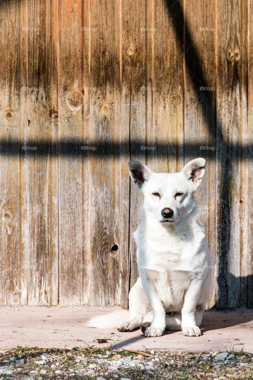 White Small Dog In Front Of Wooden Background
