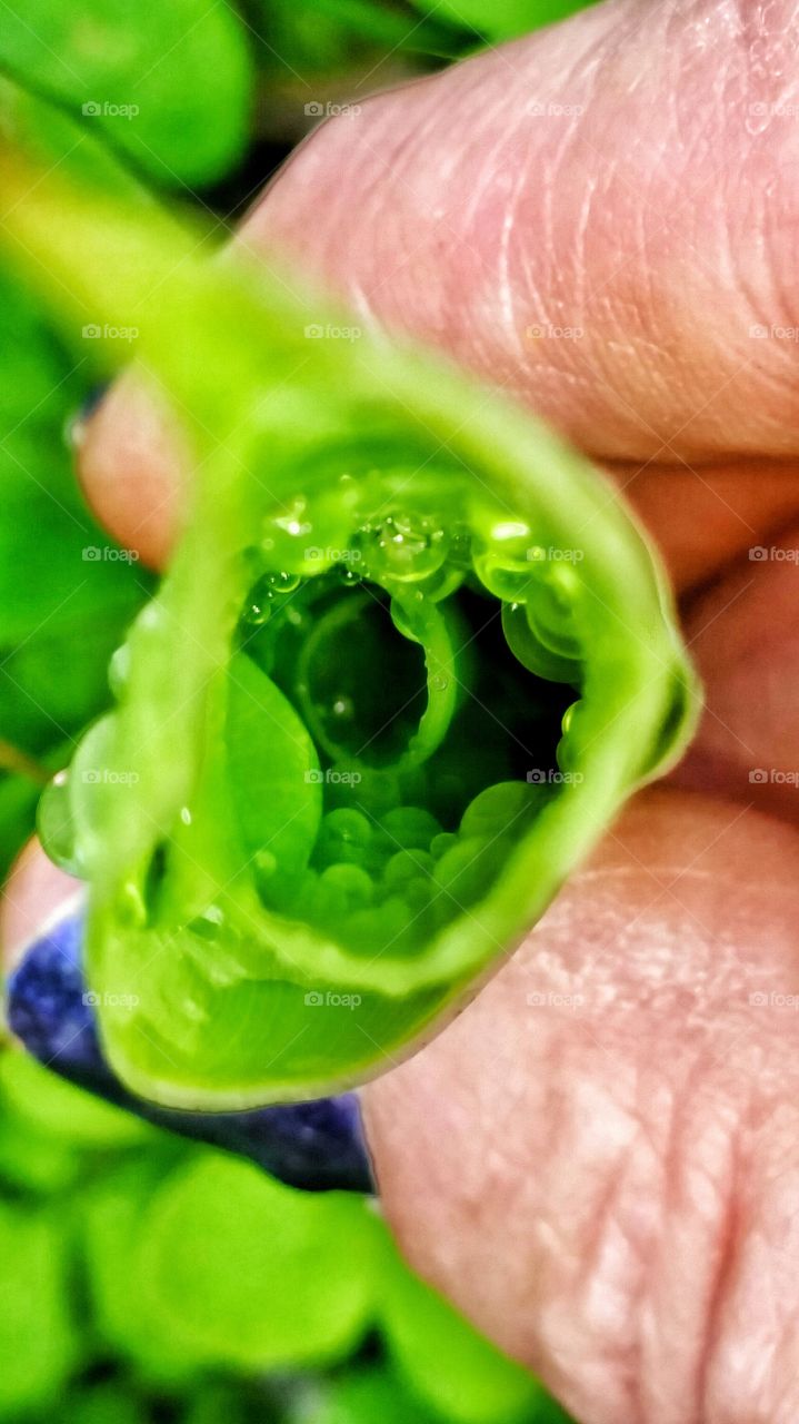 Raindrops inside elephant ear plant