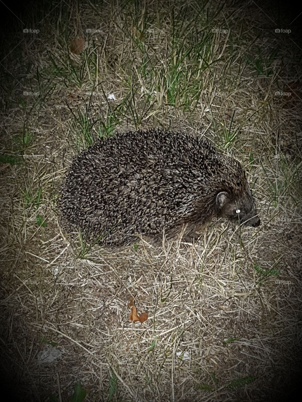 Hedgehog in night