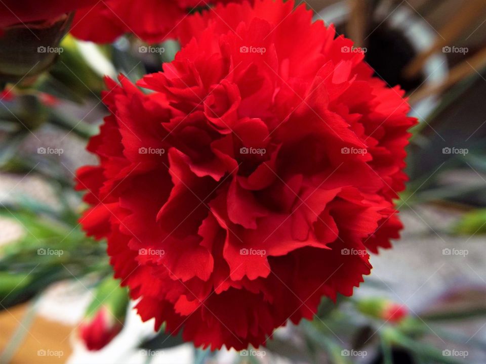 A Red Carnation
