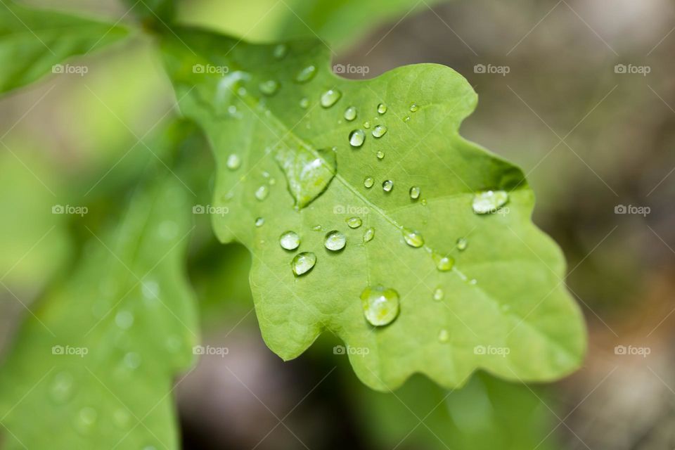 Water Droplets on flower leaf close up background summer feeling amazing nature therapy summer mood positive vibes wonderful day hustling daydreaming naturalism adventure time hustling liquid bubbles wonderful view summertime
