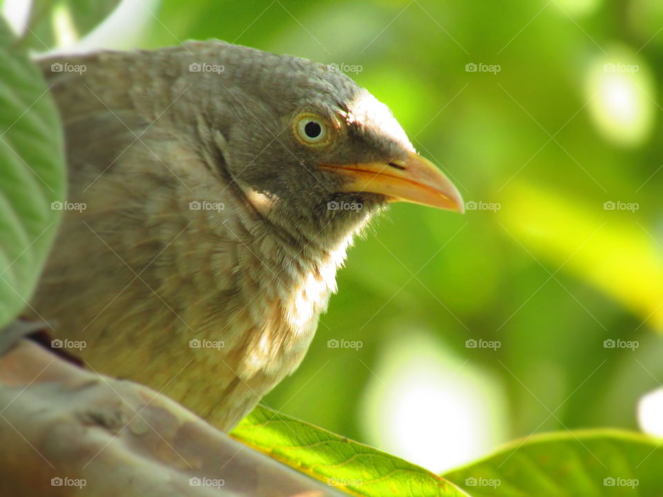 Jungle babbler bird or (Turdoides striata) or beautiful seven sisters or angry bird