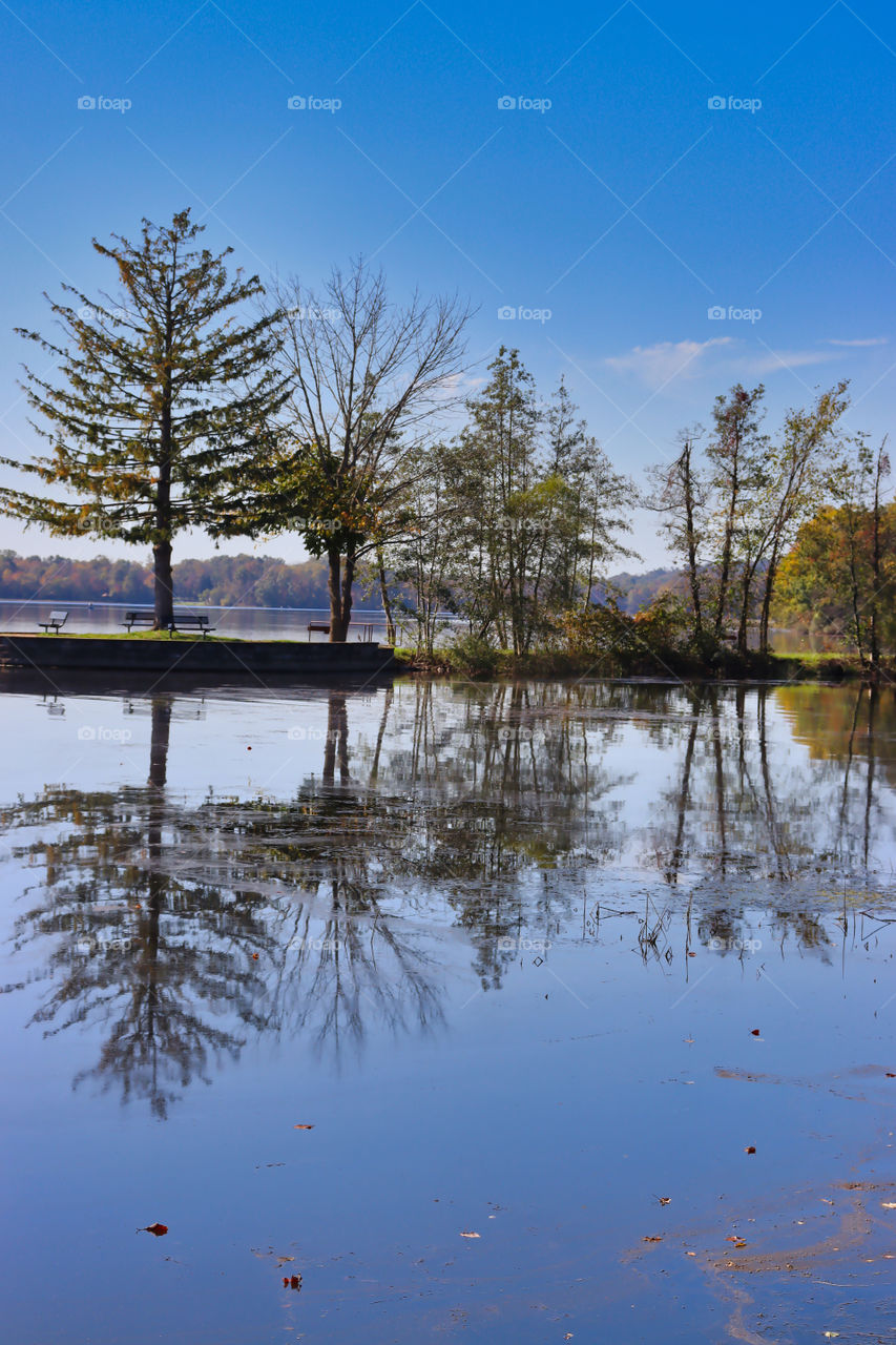 Reflection of trees in water. 