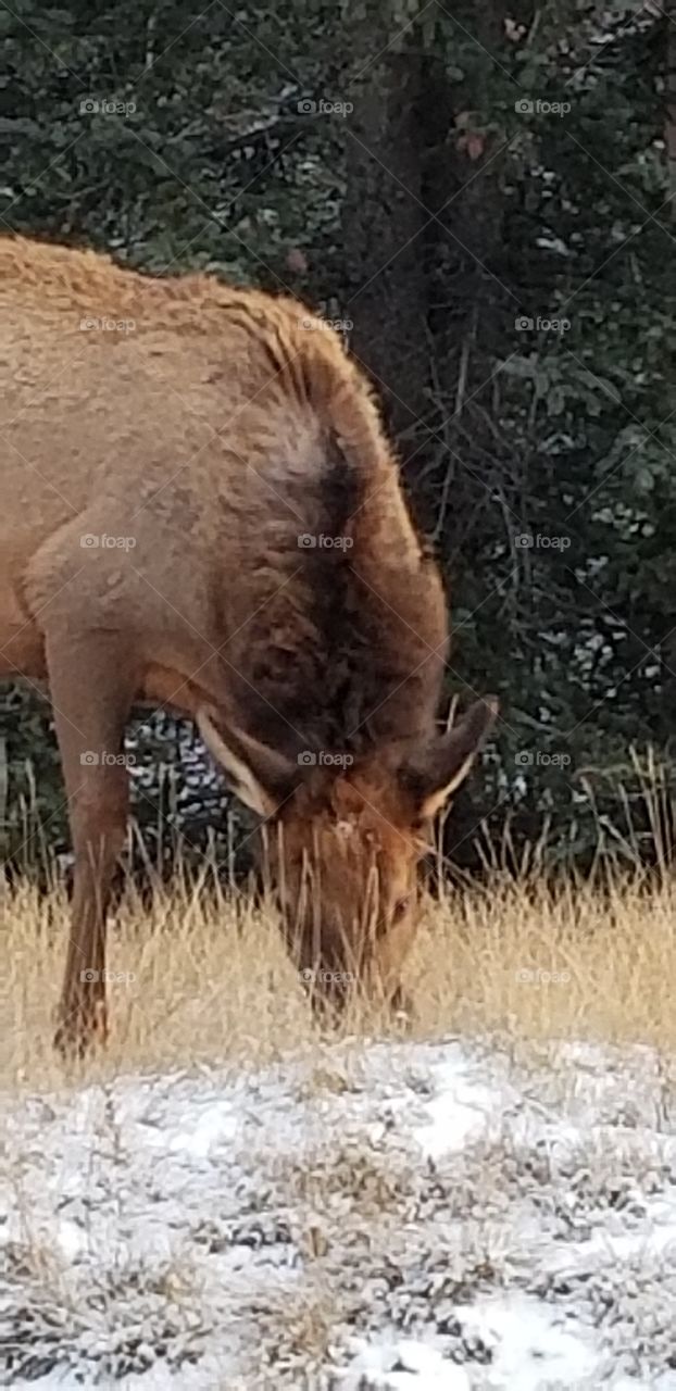Jasper Park Alberta Elk