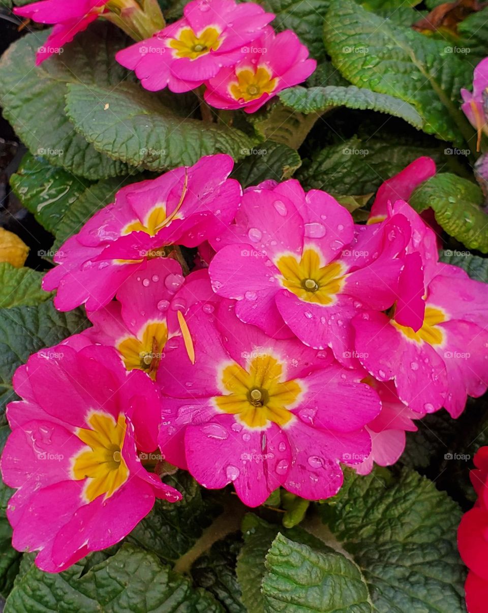 Pink Flowers in the Garden