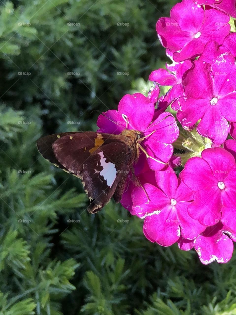 Epargyreus clarus silver-spotted skipper butterfly pink purple calibrachoa flowers sunny summer backyard neighborhood landscaping container gardening patio plants glimmers small moments of happiness nature insects bugs wildlife pollinators wings