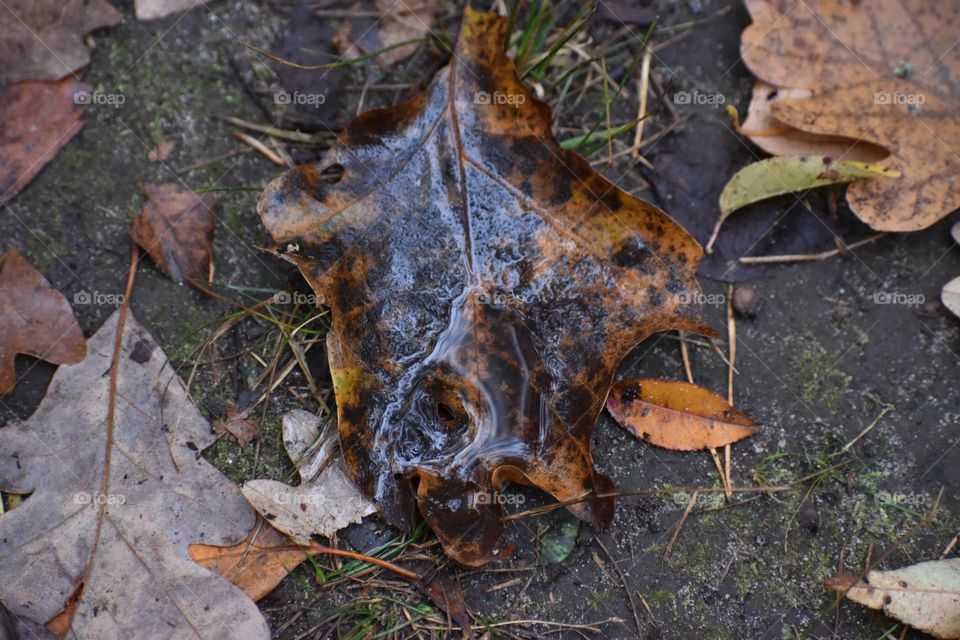 Fall rain gathering on a leaf