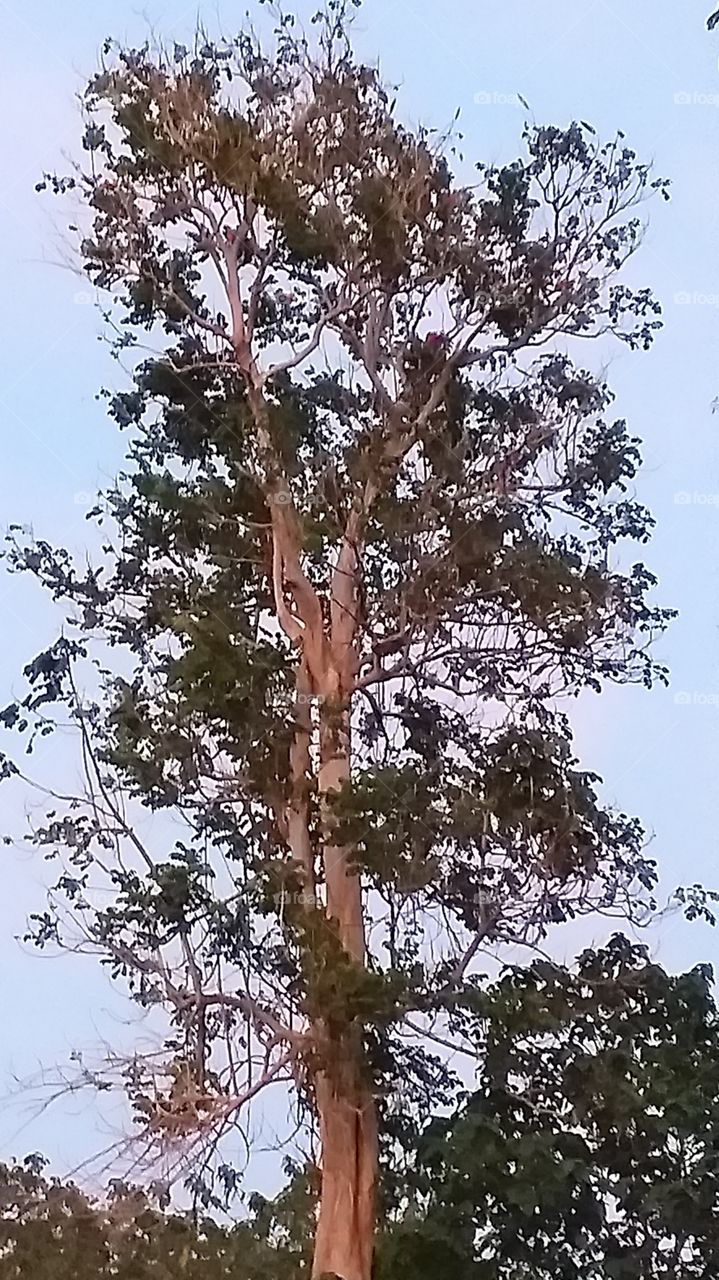 tall tree