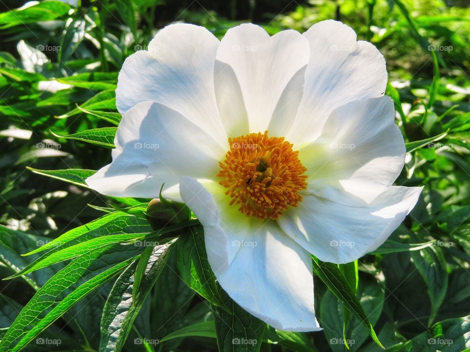 Peony Montreal botanical gardens 