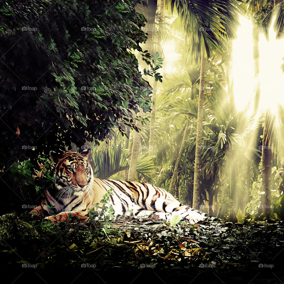 Tiger in jangle