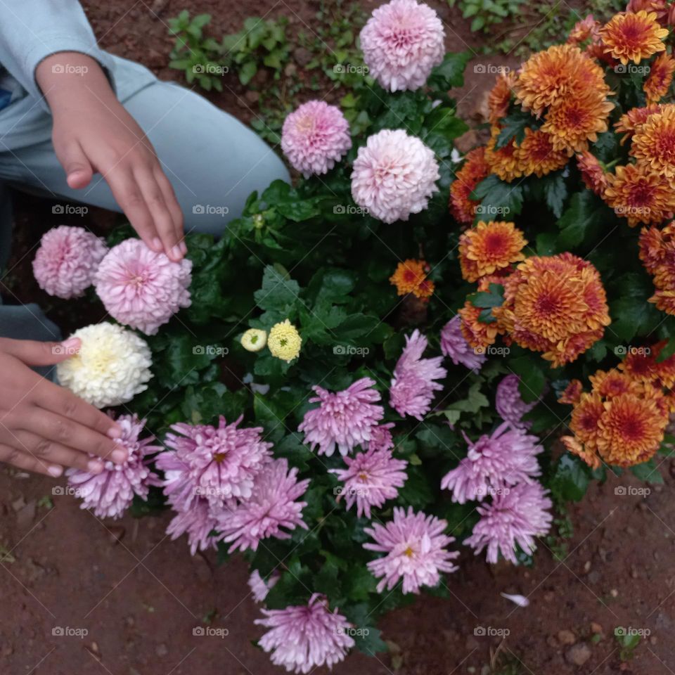 Chrysanthemum is a type of flowering plant that is often grown as an ornamental plant