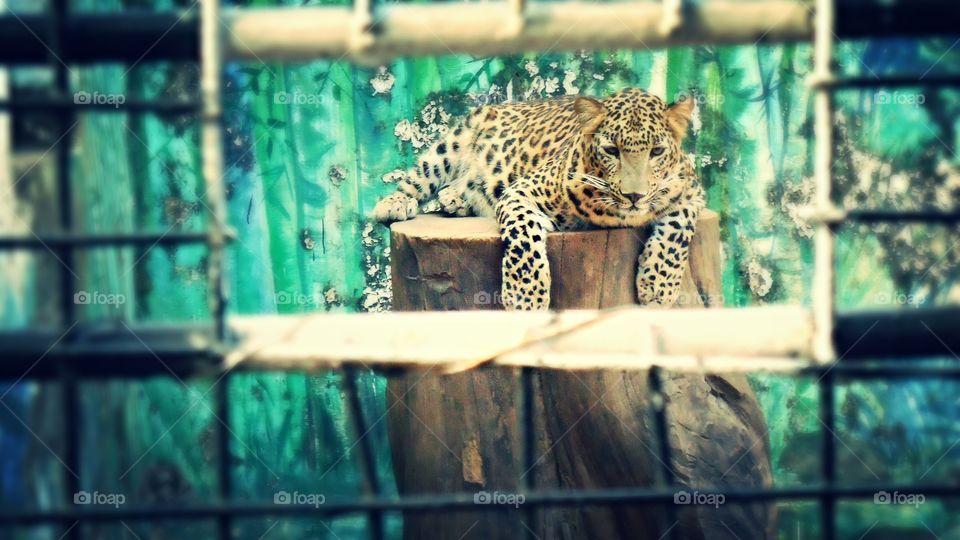 Indian leopard 🐆