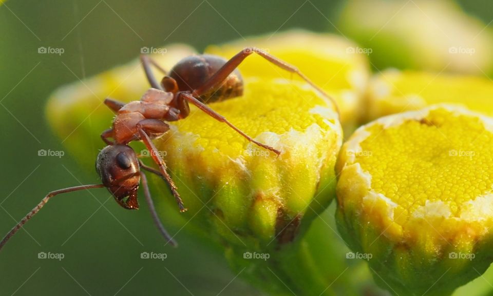 ant