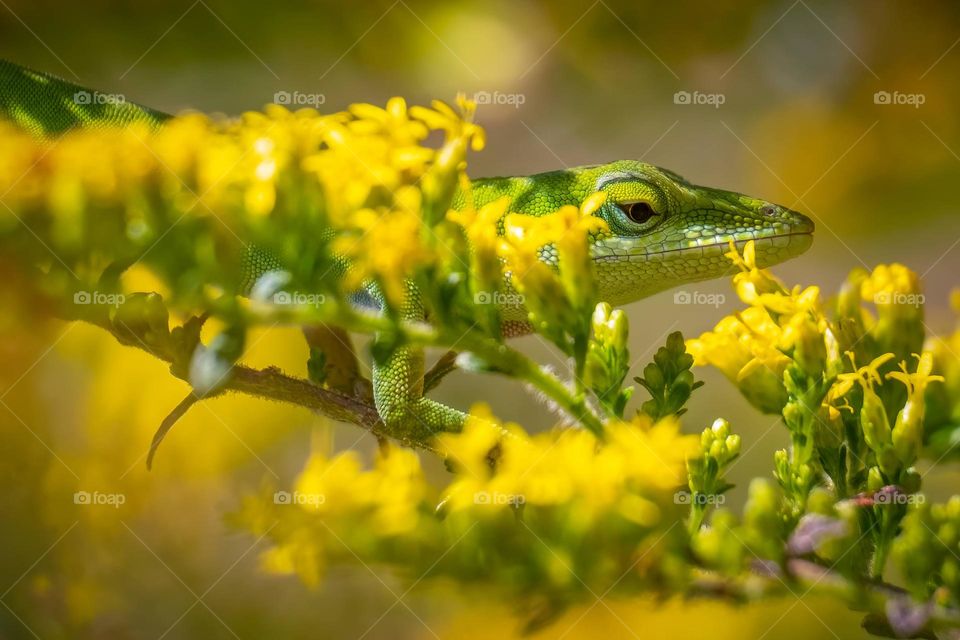 Concealed among the yellow. Carolina Anole. 