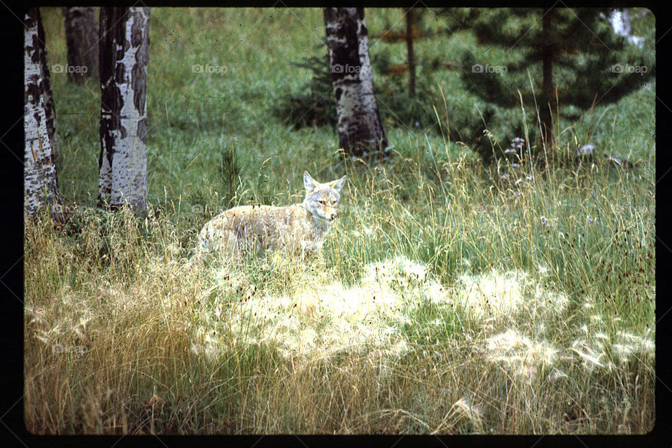 Wild fox Canada Rockies