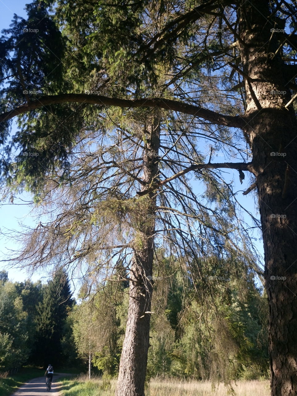 polish nature,  trees