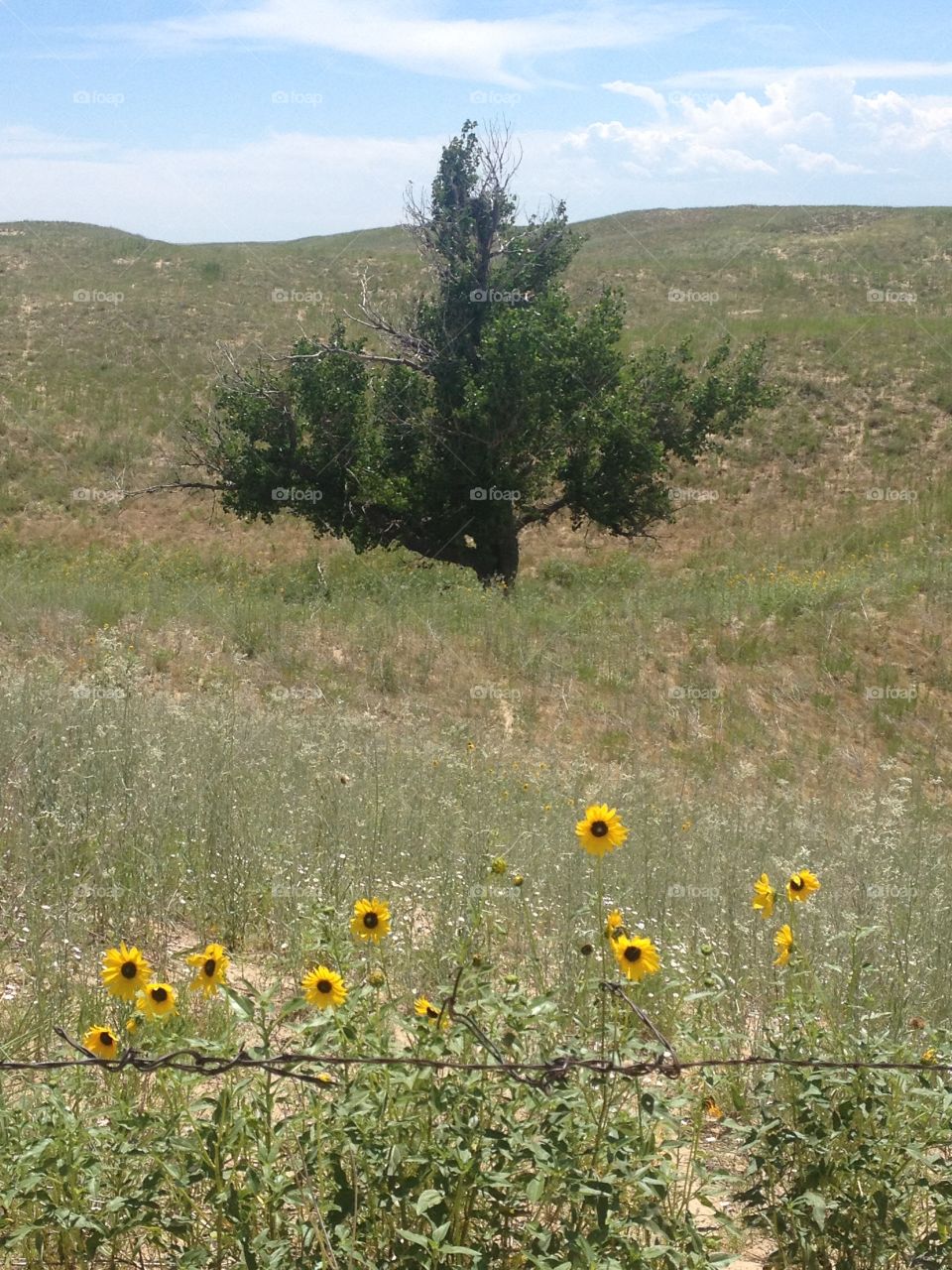 Lone tree in a field 