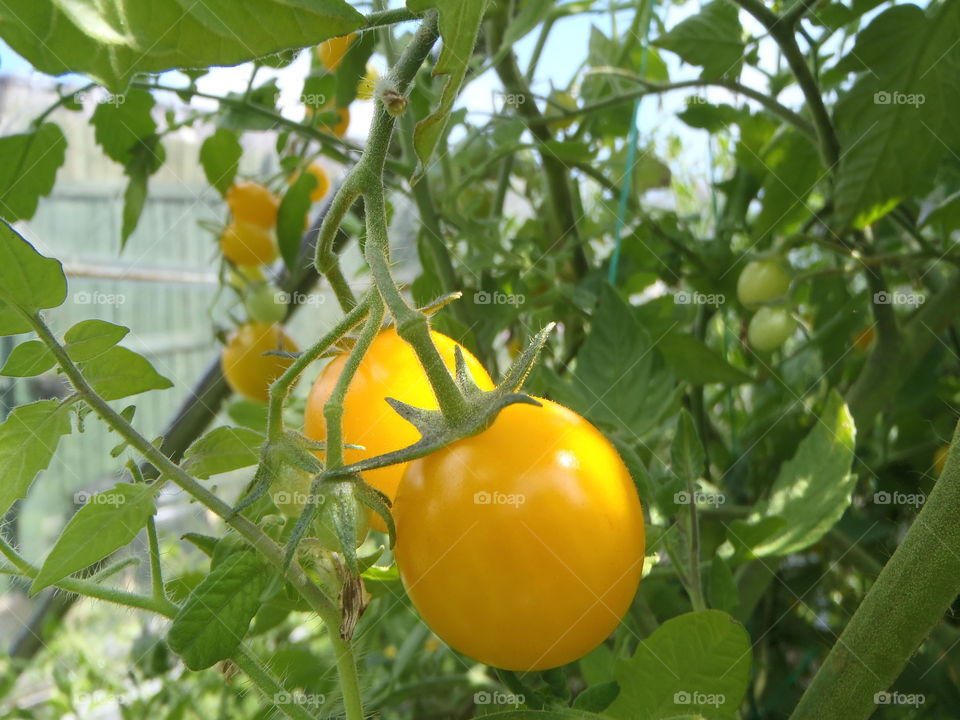 Cherry tomatoes but yellow