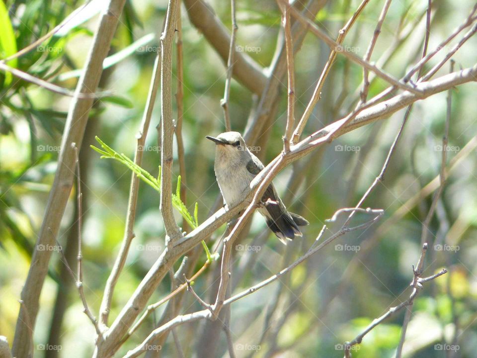 hummingbird