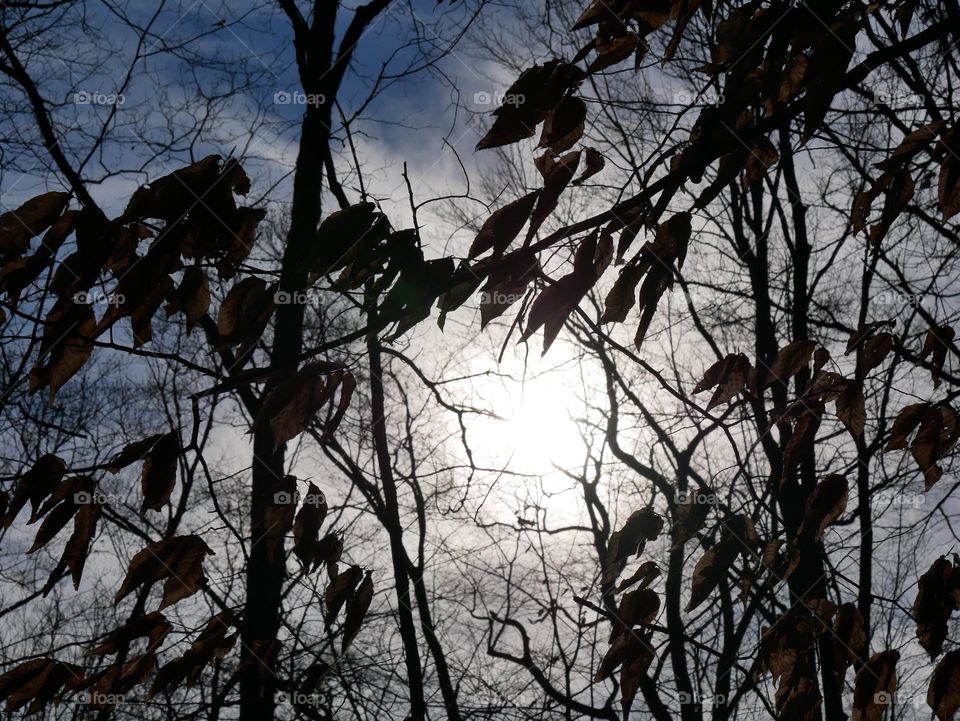 A Monday morning walk at a city park. It’s a mild day, and Spring has yet to make an appearance. But we can pretend! 
