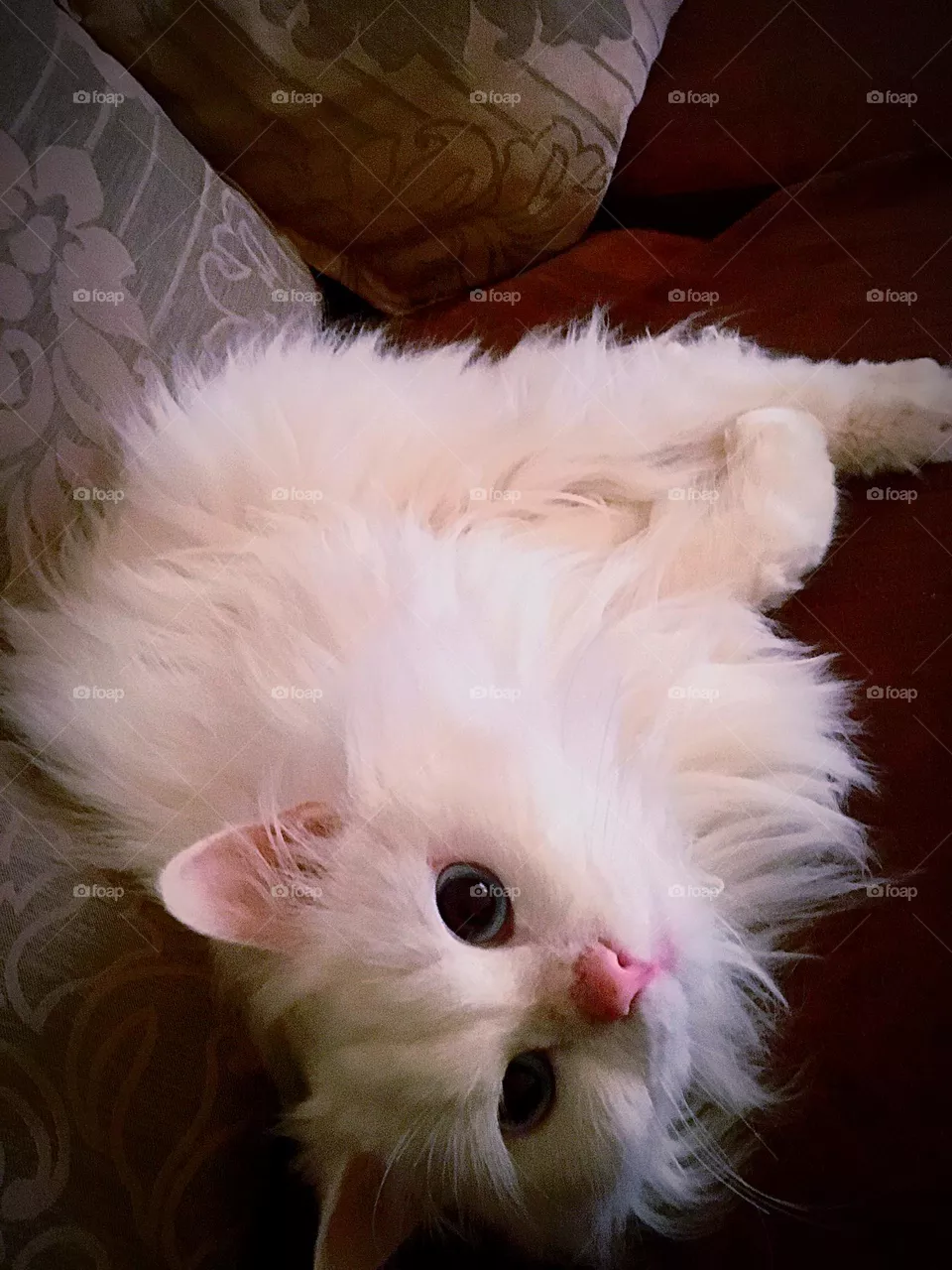 Cute cat