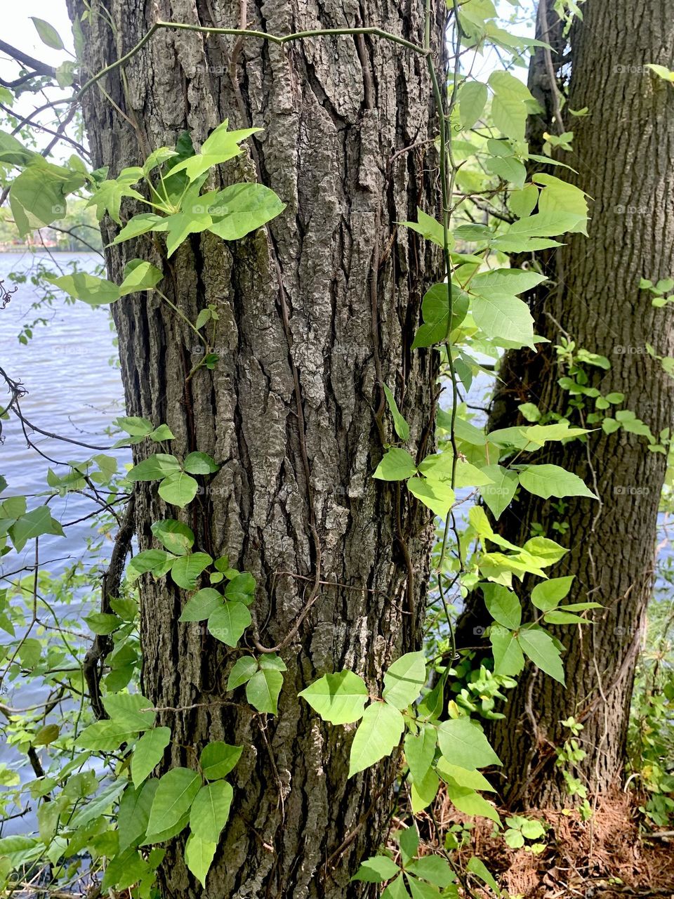 Ivy w bark