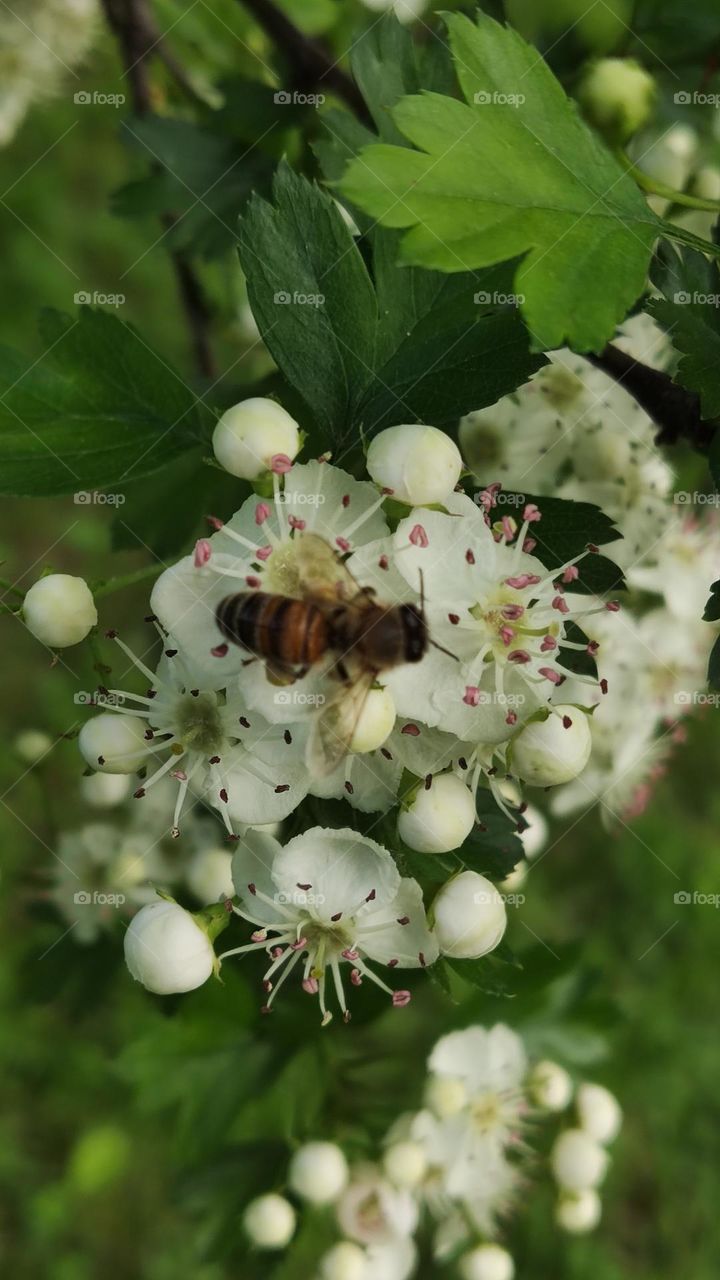 when collecting spring pollen