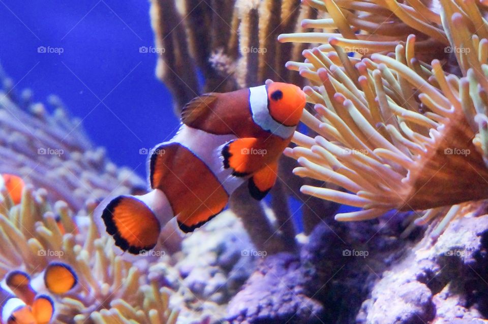 Clown fishes with corals