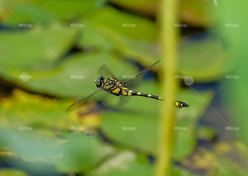 flying dragonfly