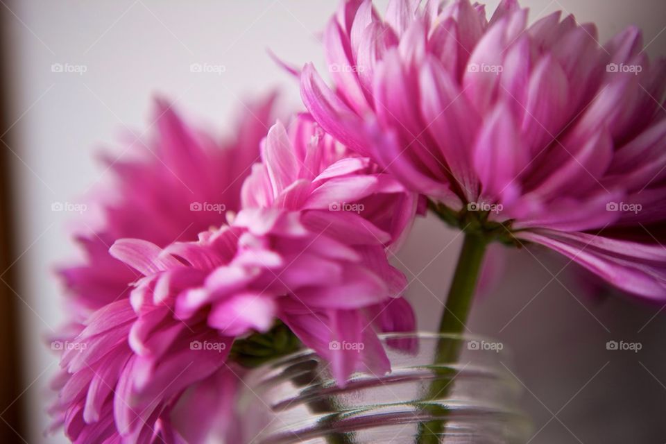 Pink flower