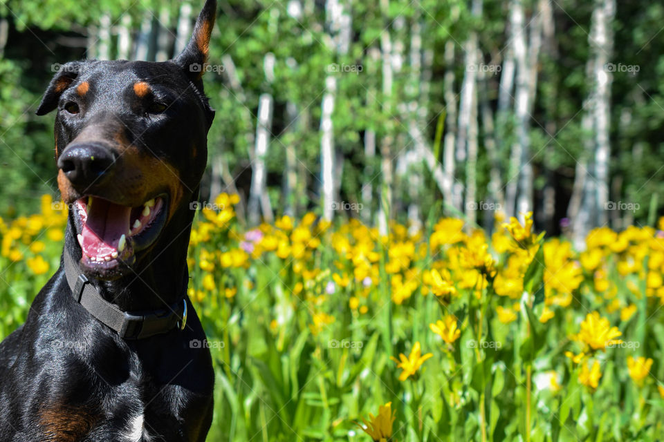 Relaxing in a Field of Flowers