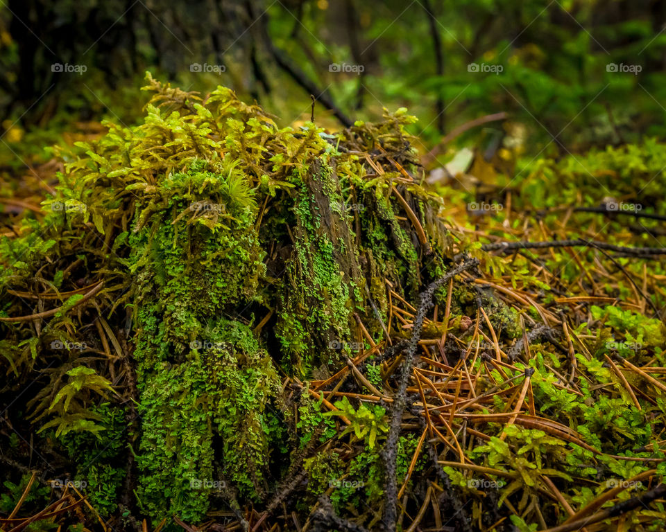 Mossy stump under the rain