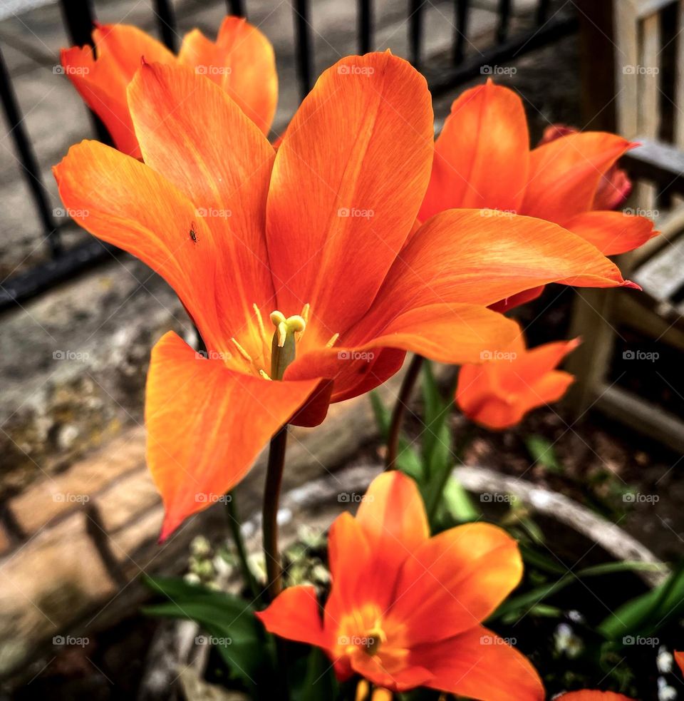 orange flower